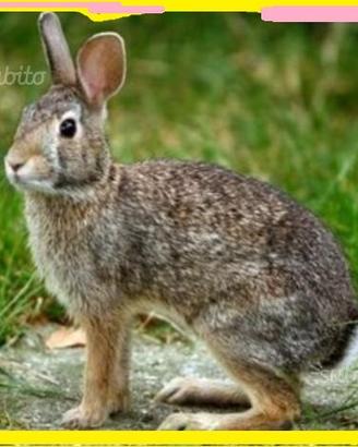 Conigli selvatici adulti come minilepre lapin