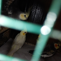 Calopsite 2 0 euro uno