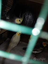 Calopsite 2 0 euro uno