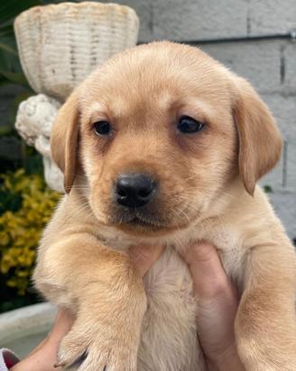 Cuccioli di Labrador retriever con Pedigree Enci
