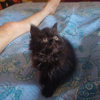 Persiani tortie e black smoke