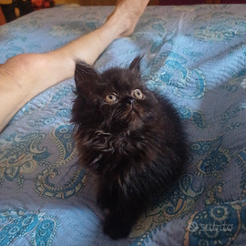 Persiani tortie e black smoke