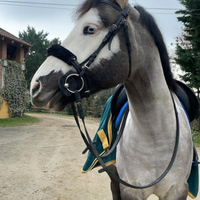 Doppio Pony Castrone