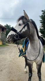 Doppio Pony Castrone