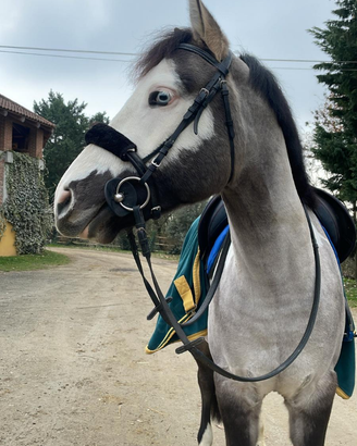 Doppio Pony Castrone