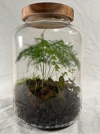 Terrario piante eterno