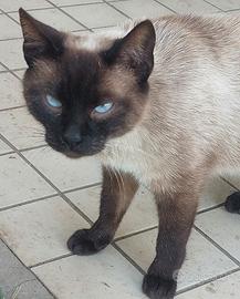 Gattina femmina siamese