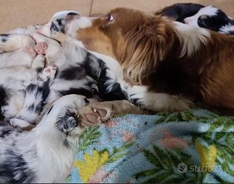 Cuccioli Pastore Australiano