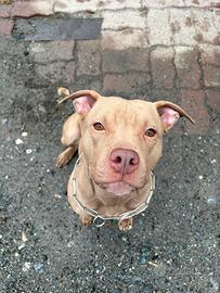Pitbull