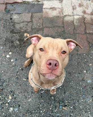 Pitbull