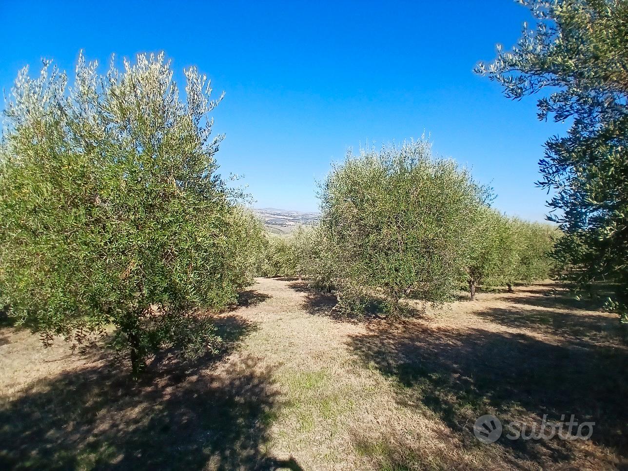 Terreno con ulivi - Vista 4