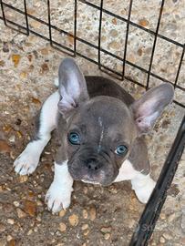 Bulldog francese