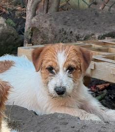 Cucciolo di Jack Russell