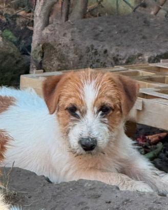 Cucciolo di Jack Russell