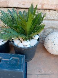 Cycas Revoluta  in vaso-pianta da esterno/interno