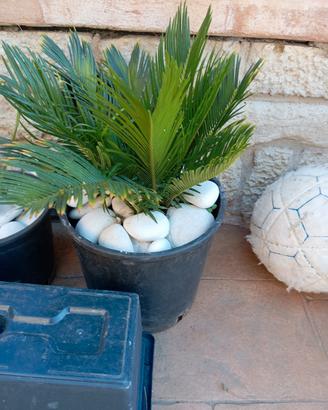 Cycas Revoluta  in vaso-pianta da esterno/interno