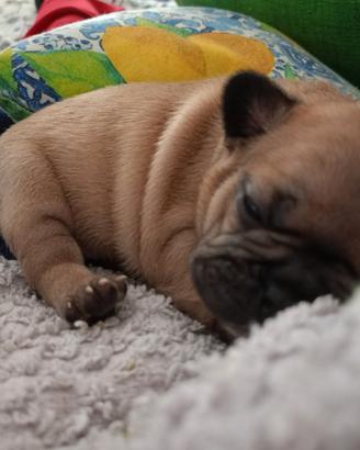 Femmina bulldog francese