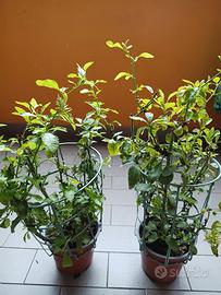 Plumbago in vaso.