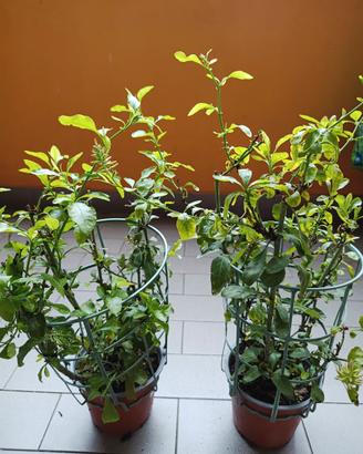 Plumbago in vaso.