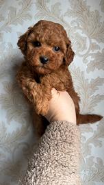 Barboncino Toy maschio pedigree enci