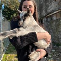 Capre camosciate alpine