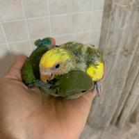 Inseparabili