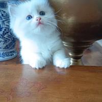 Ragdoll femmine con pedigree
