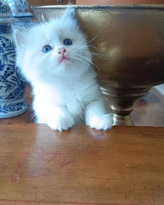 Ragdoll femmine con pedigree