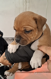 Staffordshire bull terrier