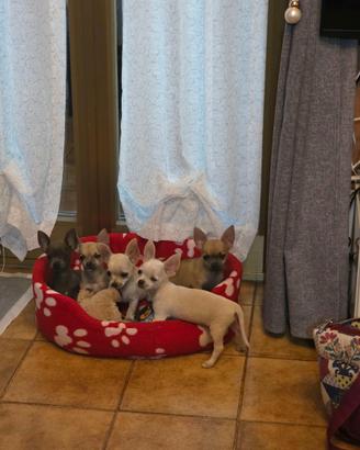 Chihuahua