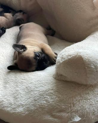 Bulldog francese