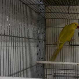 Parrocchetto dal collare