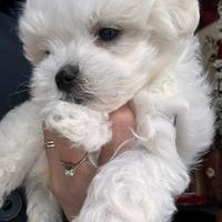 Cuccioli di maltese