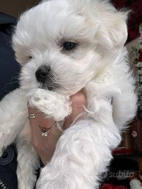 Cuccioli di maltese