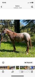 Appaloosa femmina