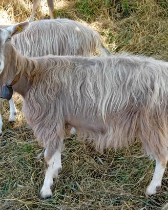 Capre Toggenburg adulte