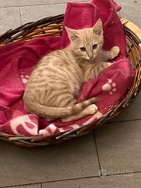 Regalasi cuccioli di gatto europeo