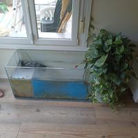 Acquario 200 L per pesci-tartarughe d'acqua