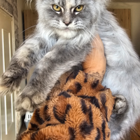 Maine coon