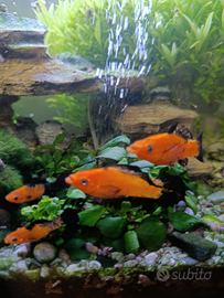 PESCI Poecilia velifera aranciati