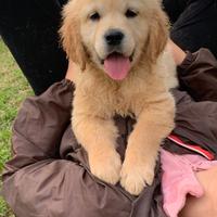 Golden Retriever cuccioli