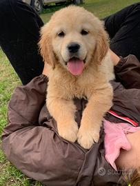 Golden Retriever cuccioli