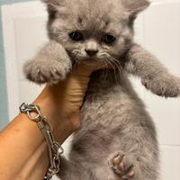 British shorthair tabby lillac