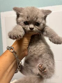 British shorthair tabby lillac