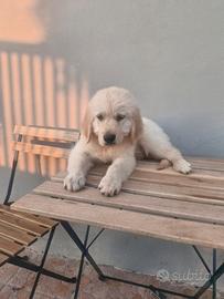 Golden retriever con pedigree