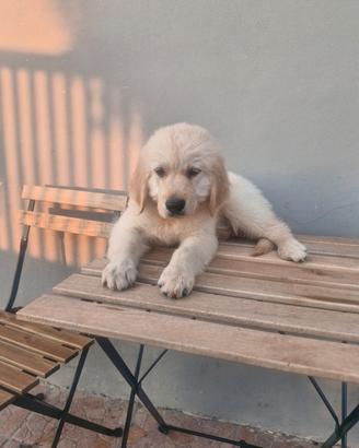 Golden retriever con pedigree