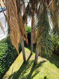 Palme Cocus
