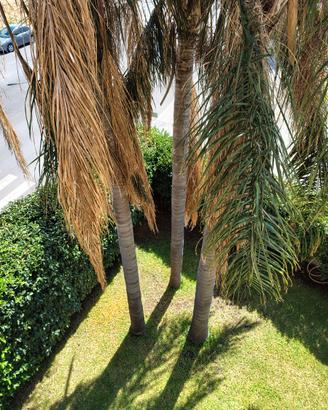 Palme Cocus