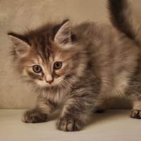 Disponibili Cuccioli di Gatto Siberiano