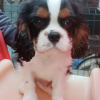 Cucciolo tricolor di Cavalier King con pedigree
